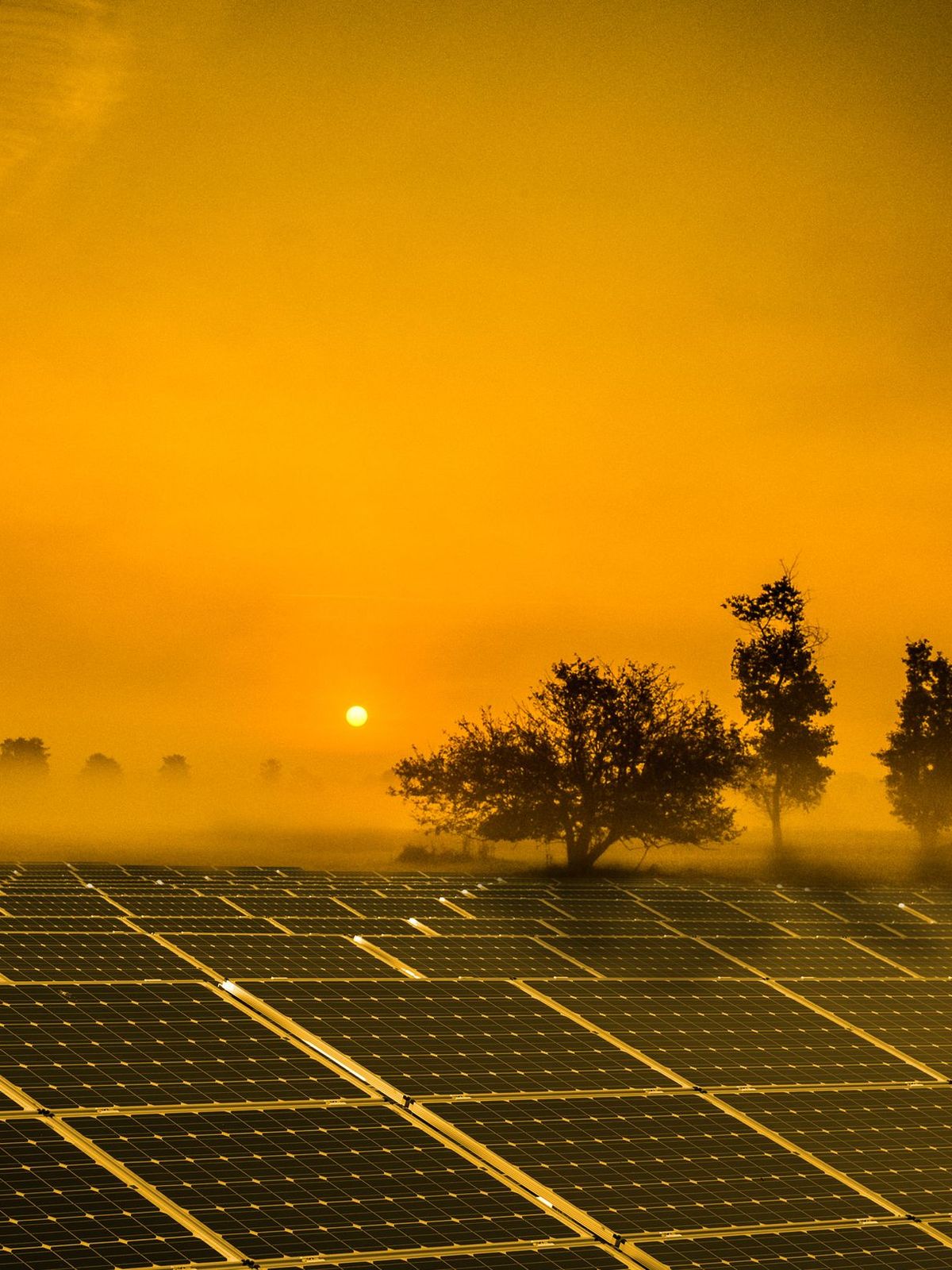 Solar panels in a misty field at sunrise