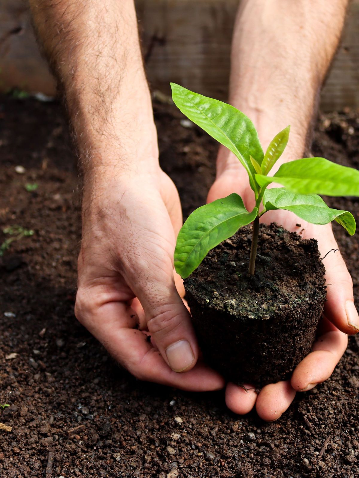 Hands planting a young seedling in dark soil